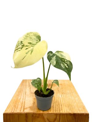 Baby Monstera Crème Brûlée